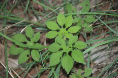 Ipomoea pes-tigridis
